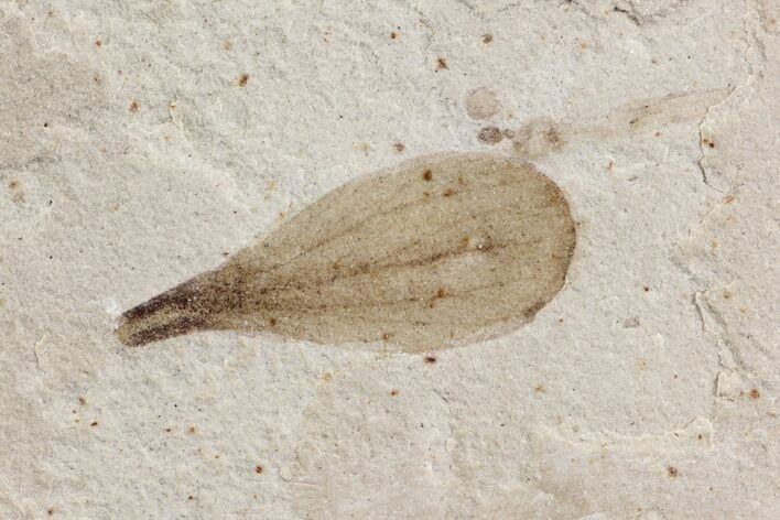 Fossil Insect Wing - Green River Formation, Utah #101636